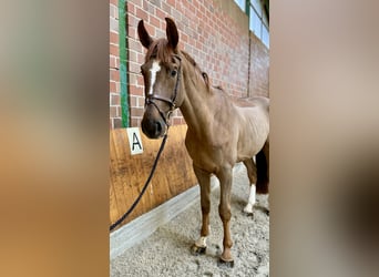 Westfale, Wallach, 4 Jahre, 175 cm, Dunkelfuchs