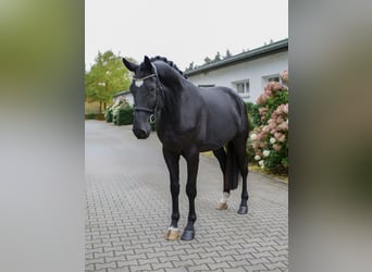 Westfale, Wallach, 4 Jahre, 175 cm, Rappe