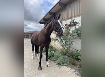 Westfale, Wallach, 4 Jahre, 175 cm, Rappe