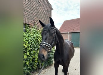 Westfale, Wallach, 4 Jahre, 175 cm, Schwarzbrauner