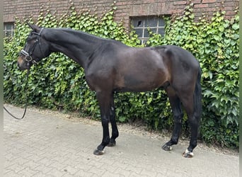 Westfale, Wallach, 4 Jahre, 175 cm, Schwarzbrauner