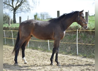 Westfale, Wallach, 4 Jahre, 176 cm, Brauner