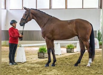 Westfale, Wallach, 4 Jahre, 176 cm, Brauner
