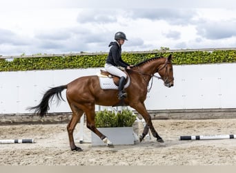 Westfale, Wallach, 4 Jahre, 176 cm, Brauner