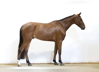 Westfale, Wallach, 4 Jahre, 176 cm, Brauner