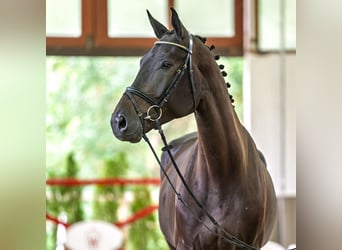 Westfale, Wallach, 4 Jahre, 176 cm, Schwarzbrauner