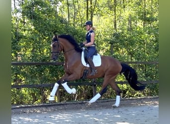 Westfale, Wallach, 4 Jahre, 178 cm, Brauner