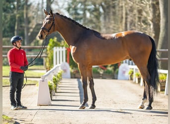 Westfale, Wallach, 4 Jahre, 178 cm, Brauner