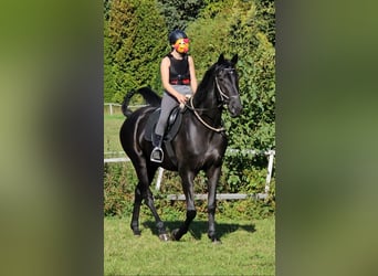 Westfale, Wallach, 4 Jahre, 178 cm, Rappe