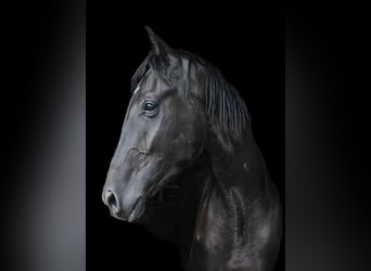Westfale, Wallach, 4 Jahre, 179 cm, Rappe