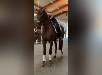 Westfale, Wallach, 4 Jahre, 180 cm, Fuchs