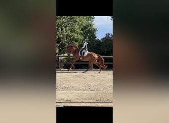 Westfale, Wallach, 4 Jahre, 180 cm, Fuchs