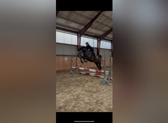 Westfale, Wallach, 4 Jahre, 180 cm, Kann Schimmel werden