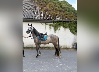 Westfale, Wallach, 4 Jahre, 180 cm, Schimmel