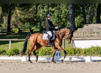 Westfale, Wallach, 4 Jahre, 182 cm, Brauner