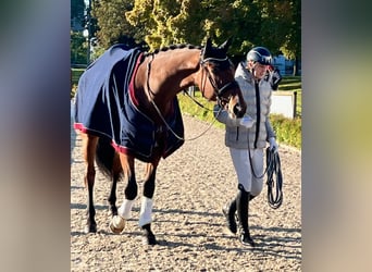 Westfale, Wallach, 4 Jahre, 182 cm, Brauner