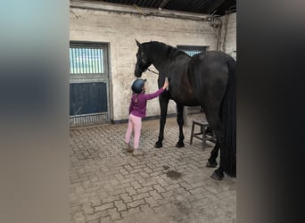 Westfale, Wallach, 4 Jahre, 182 cm, Rappe