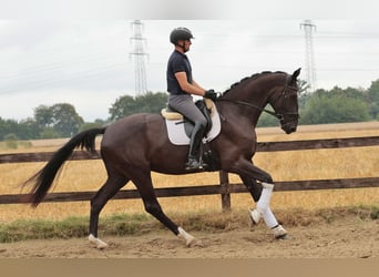 Westfale, Wallach, 4 Jahre, 183 cm, Schwarzbrauner