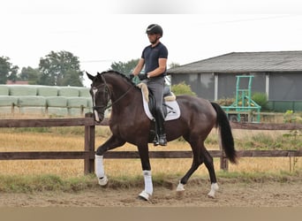 Westfale, Wallach, 4 Jahre, 183 cm, Schwarzbrauner