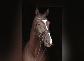 Westfale, Wallach, 4 Jahre, 183 cm, Schwarzbrauner