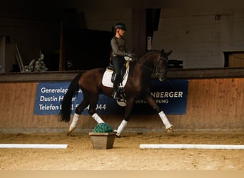 Westfale, Wallach, 4 Jahre