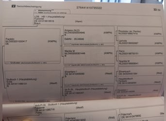 Westfale, Wallach, 4 Jahre