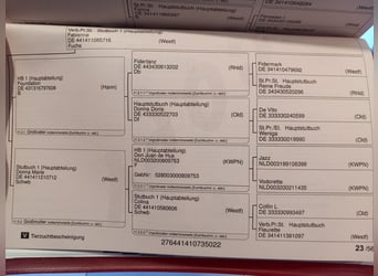 Westfale, Wallach, 4 Jahre