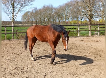 Westfale, Wallach, 4 Jahre