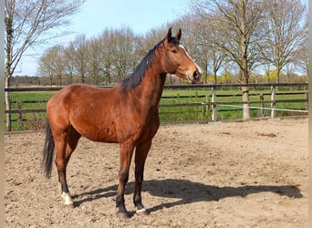 Westfale, Wallach, 4 Jahre