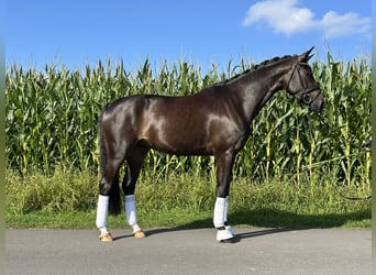 Westfale, Wallach, 4 Jahre