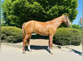 Westfale, Wallach, 4 Jahre, Fuchs