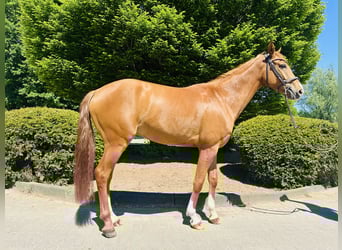 Westfale, Wallach, 4 Jahre, Fuchs