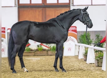 Westfale, Wallach, 4 Jahre, Rappe