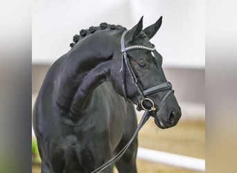 Westfale, Wallach, 4 Jahre, Rappe