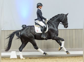 Westfale, Wallach, 4 Jahre, Rappe