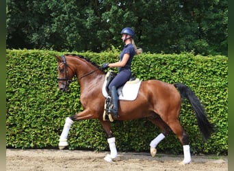 Westfale, Wallach, 4 Jahre