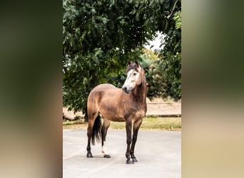 Westfale, Wallach, 5 Jahre, 145 cm, Buckskin