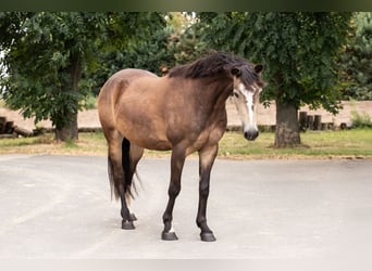 Westfale, Wallach, 5 Jahre, 145 cm, Buckskin