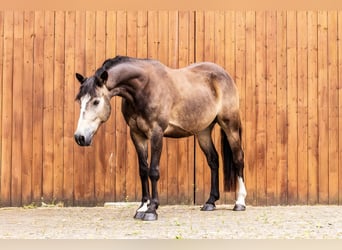 Westfale, Wallach, 5 Jahre, 145 cm, Buckskin