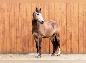 Westfale, Wallach, 5 Jahre, 145 cm, Buckskin