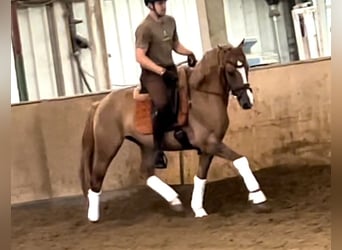 Westfale, Wallach, 5 Jahre, 155 cm, Fuchs
