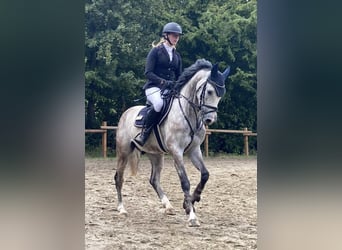 Westfale, Wallach, 5 Jahre, 157 cm, Schimmel