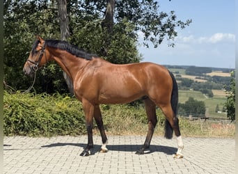 Westfale, Wallach, 5 Jahre, 160 cm, Brauner