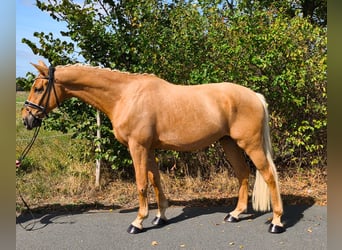 Westfale, Wallach, 5 Jahre, 160 cm, Palomino