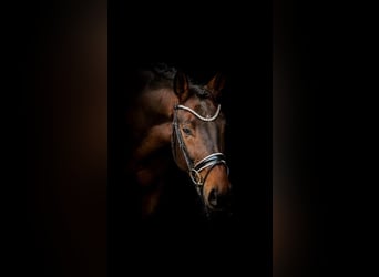 Westfale, Wallach, 5 Jahre, 161 cm, Brauner