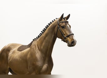 Westfale, Wallach, 5 Jahre, 161 cm, Brauner