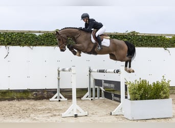 Westfale, Wallach, 5 Jahre, 161 cm, Brauner