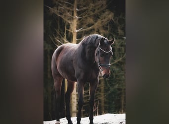 Westfale, Wallach, 5 Jahre, 162 cm, Brauner