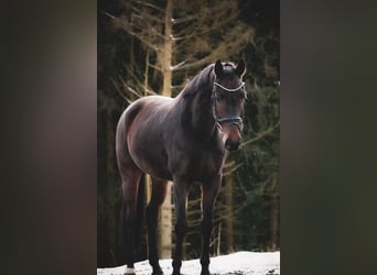 Westfale, Wallach, 5 Jahre, 162 cm, Brauner