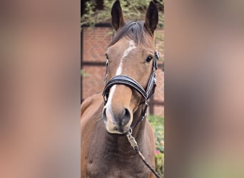 Westfale, Wallach, 5 Jahre, 162 cm, Brauner